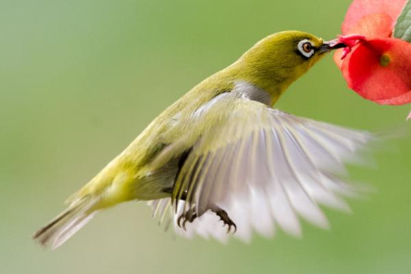 绣眼鸟为什么只小叫不大叫，养殖数量较多则不容易大叫