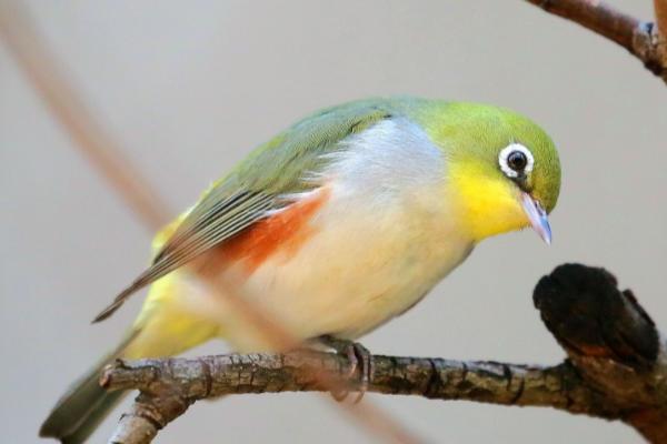 绣眼鸟为什么只小叫不大叫，养殖数量较多则不容易大叫