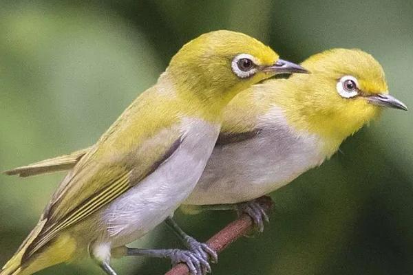 绣眼鸟为什么只小叫不大叫，养殖数量较多则不容易大叫