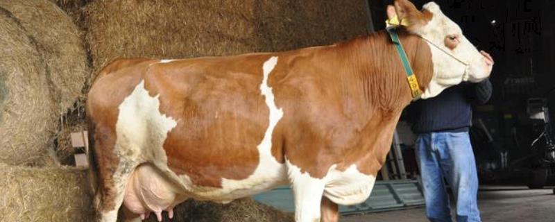 母牛多次配不上种用什么药