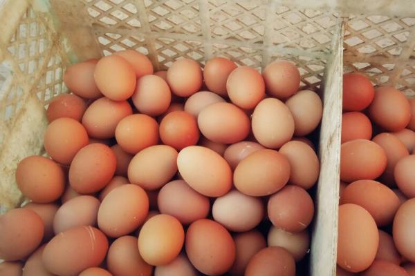 雏鸡蛋和普通鸡蛋的区别，生产时间和大小均不同