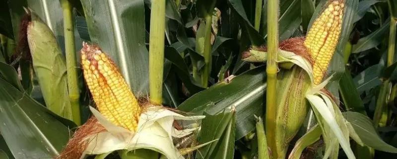 东单1331玉米品种产量表现