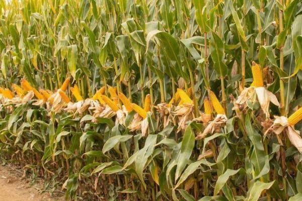 东单1331玉米品种产量表现，2018年试验平均每亩产量为956.96千克