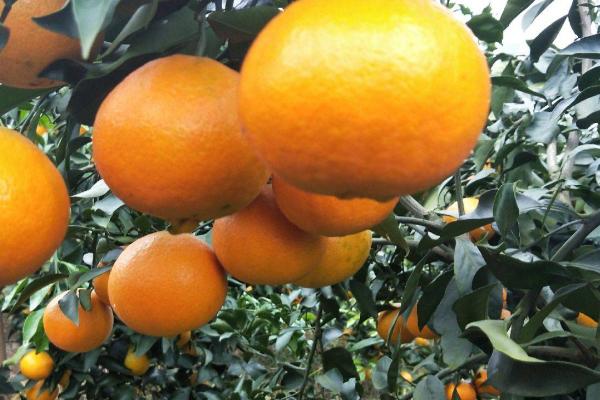 华美七号柑橘品种简介，由红美人作母本与橘橙1号为父本杂交而成