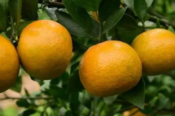 华美七号柑橘品种简介，由红美人作母本与橘橙1号为父本杂交而成