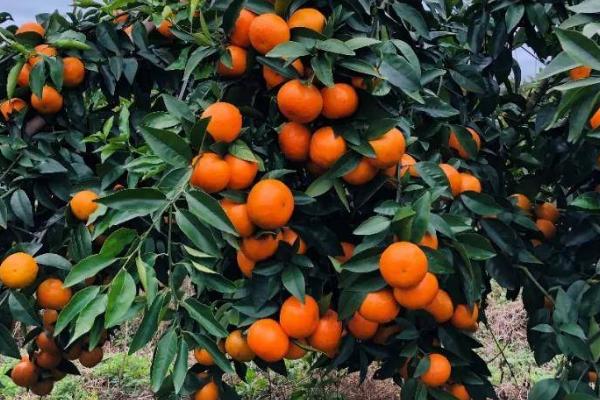 华美七号柑橘品种简介，由红美人作母本与橘橙1号为父本杂交而成