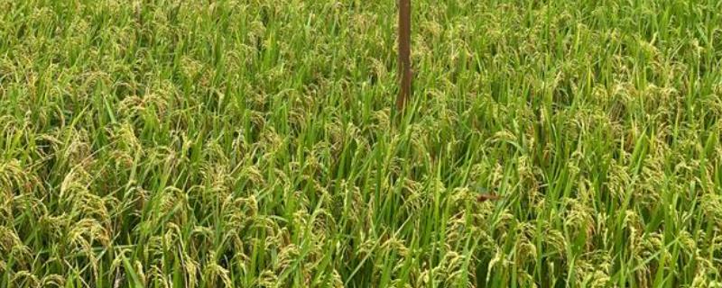 昌两优8号的产量