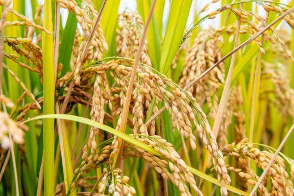 昌两优8号的产量，长江中下游中籼迟熟组区域平均亩产量为622.92公斤