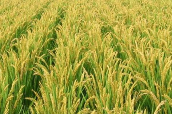 昌两优8号的产量，长江中下游中籼迟熟组区域平均亩产量为622.92公斤