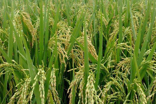 昌两优8号的产量，长江中下游中籼迟熟组区域平均亩产量为622.92公斤