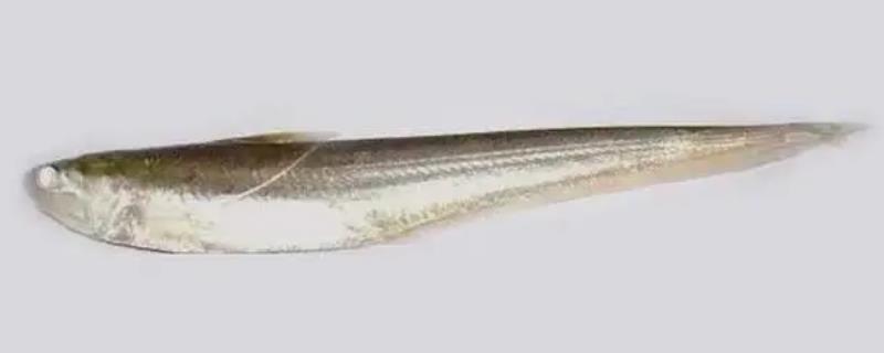 刀鱼和带鱼的区别