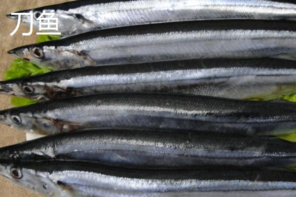 刀鱼和带鱼的区别，外形、生活环境均不同