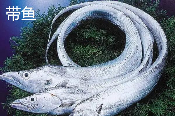 刀鱼和带鱼的区别，外形、生活环境均不同