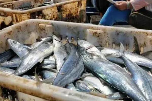 刀鱼和带鱼的区别，外形、生活环境均不同