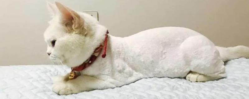 什么情况下需要给猫咪剃毛