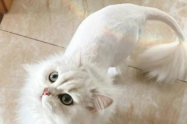 什么情况下需要给猫咪剃毛，患皮肤病或掉毛严重便可剃毛