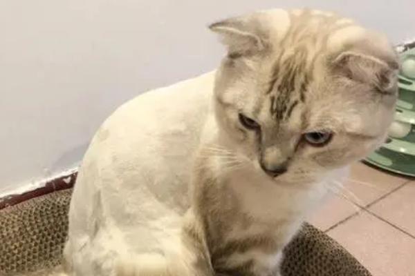 什么情况下需要给猫咪剃毛，患皮肤病或掉毛严重便可剃毛