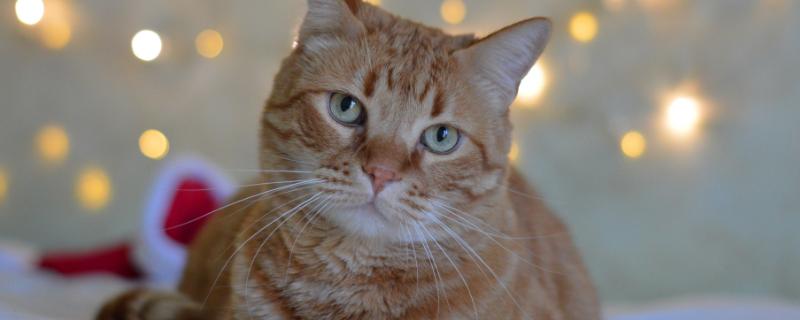 公猫绝育后怎么拆线头