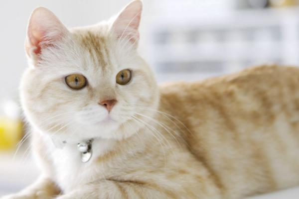 公猫绝育后怎么拆线头，绝育后一周便可拆线