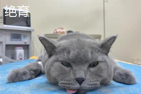 公猫绝育后怎么拆线头，绝育后一周便可拆线