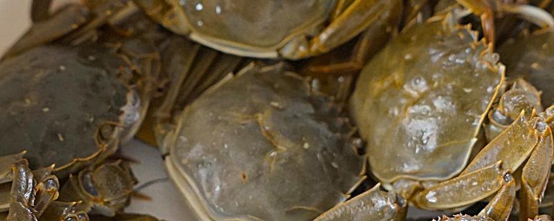 大闸蟹母蟹几月最肥
