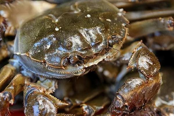 大闸蟹母蟹几月最肥，每年的农历9月份左右最肥