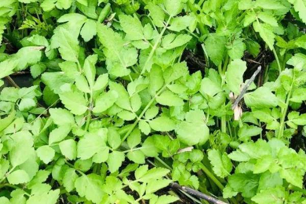 野菜的优点，具有无污染、品质纯正的特点