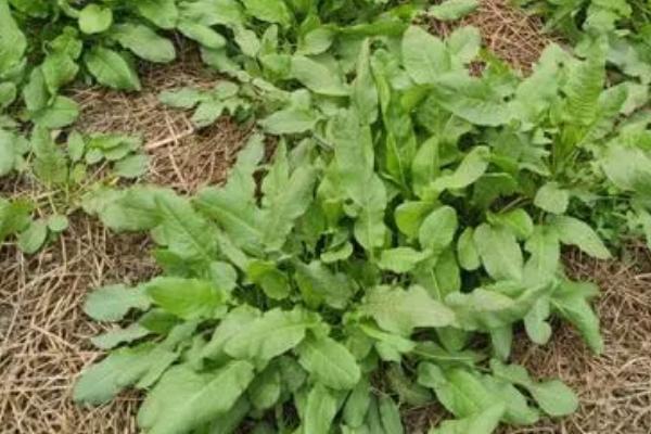 野菜的优点，具有无污染、品质纯正的特点