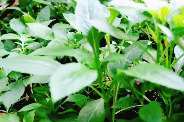 野菜的优点，具有无污染、品质纯正的特点