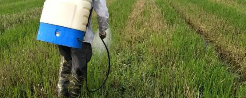 丁草胺的使用禁忌