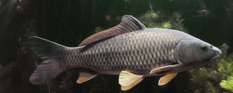 鲤鱼蹭缸的治疗方法