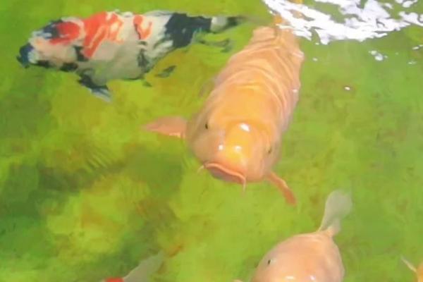 鲤鱼蹭缸的治疗方法，需要先换水