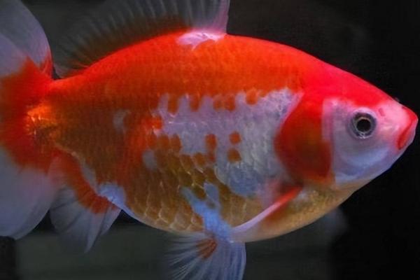 鲤鱼蹭缸的治疗方法，需要先换水