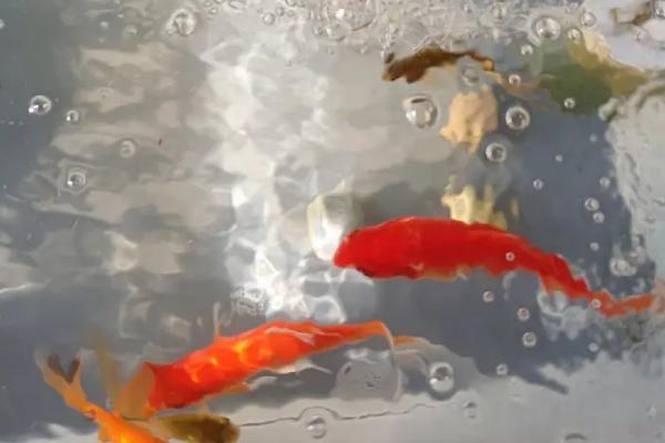 鲤鱼蹭缸的治疗方法，需要先换水