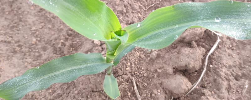 吉农大689玉米品种的特性