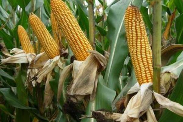 春秋221玉米种简介，高抗茎腐病