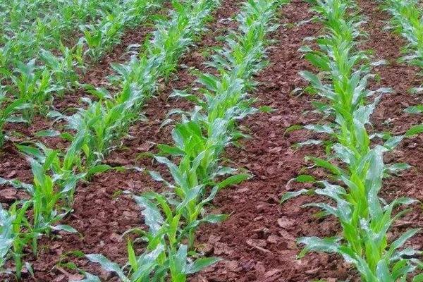 瑞秋306玉米种子特征特性,中抗大斑病