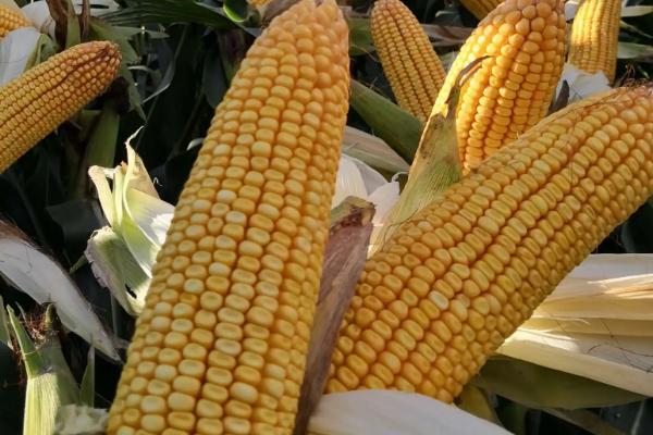 宏兴909玉米品种简介，中抗丝黑穗病