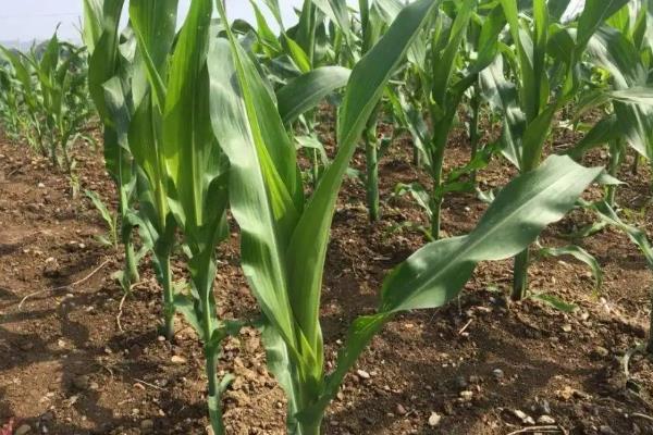 HY867玉米种子简介，中抗茎腐病