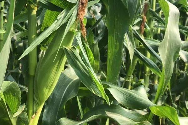 HY867玉米种子简介，中抗茎腐病