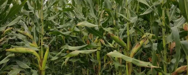 军锋37玉米品种简介