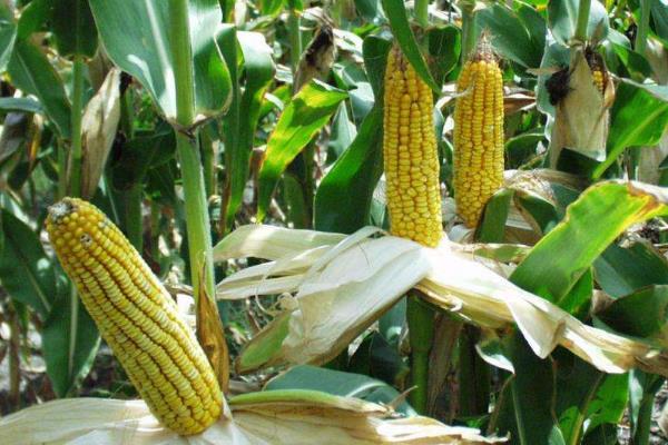 军锋37玉米品种简介，出苗至成熟123天