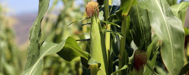 福秋18玉米种子特征特性