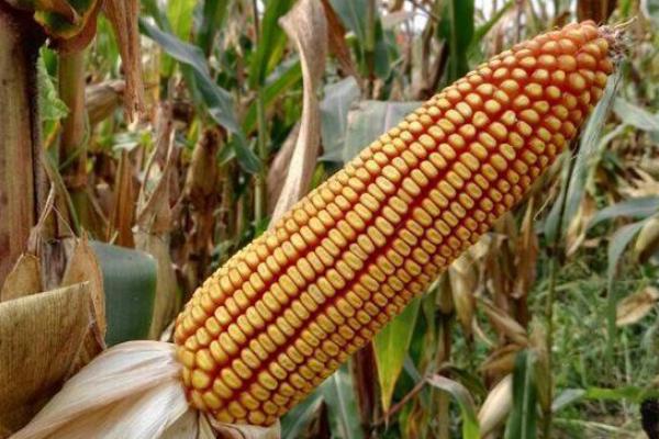 D901玉米品种简介，中等肥力以上地块栽培