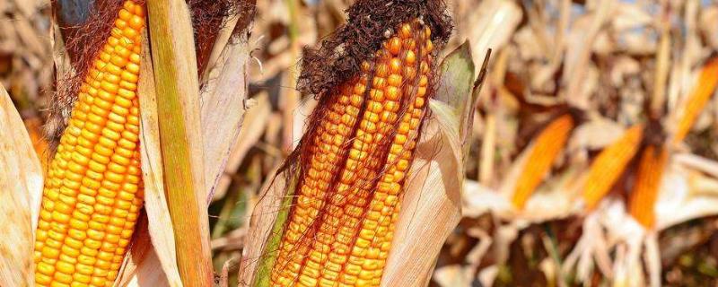 坤瑞258玉米品种简介