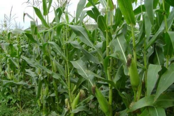 吉田906玉米种子介绍，中抗丝黑穗病