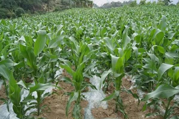 吉单593玉米种子特征特性，中抗茎腐病