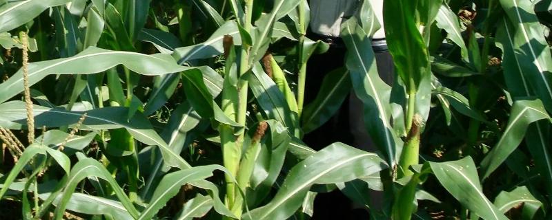 辽玉9005玉米种子简介