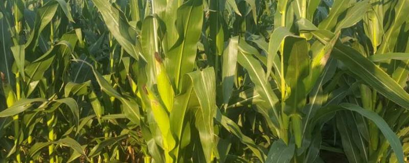 球爆12935玉米种子简介