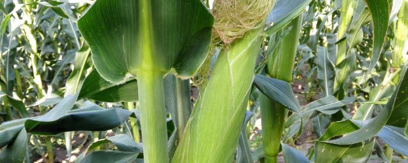 绿育黄粘521玉米种简介